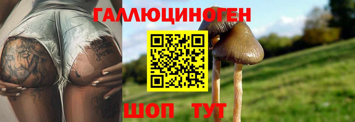Галлюциногенные грибы GOLDEN TEACHER  купить   Гусиноозёрск  Вход с VPN 